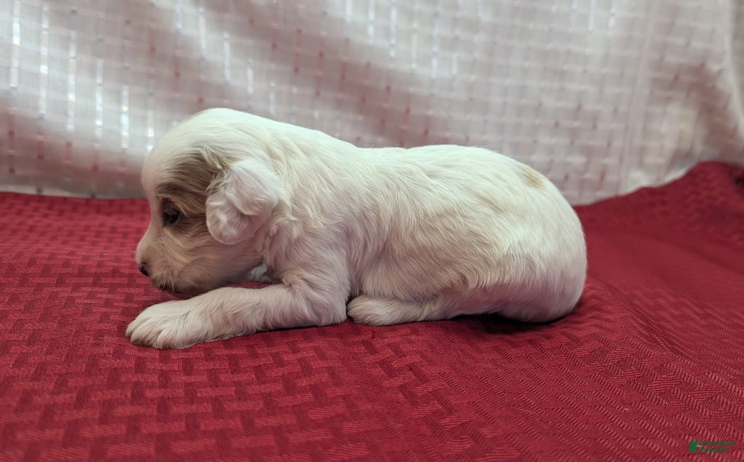 Cavapoo dogs for sale: Forky - Image 20