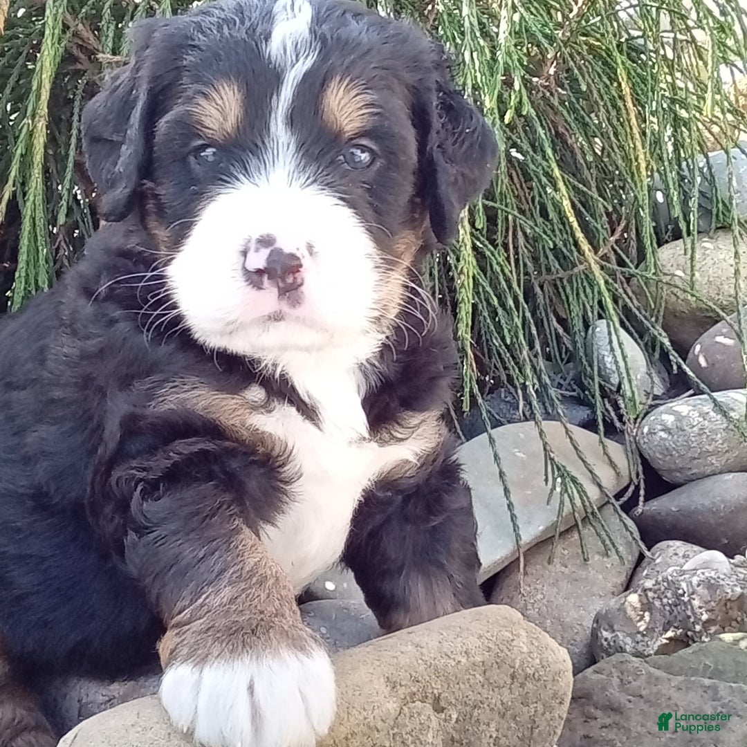 Mini Bernedoodle dogs for sale: Shiloh - Image 2