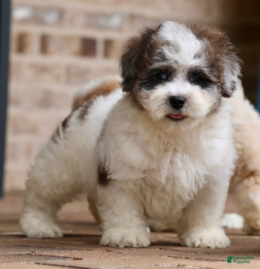 Shihpoo dogs for sale: Leo - Image 12