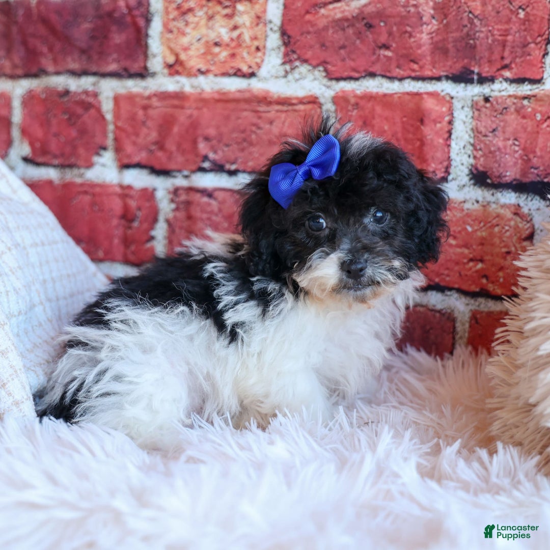 Bichpoo dogs for sale: Barney - Image 10