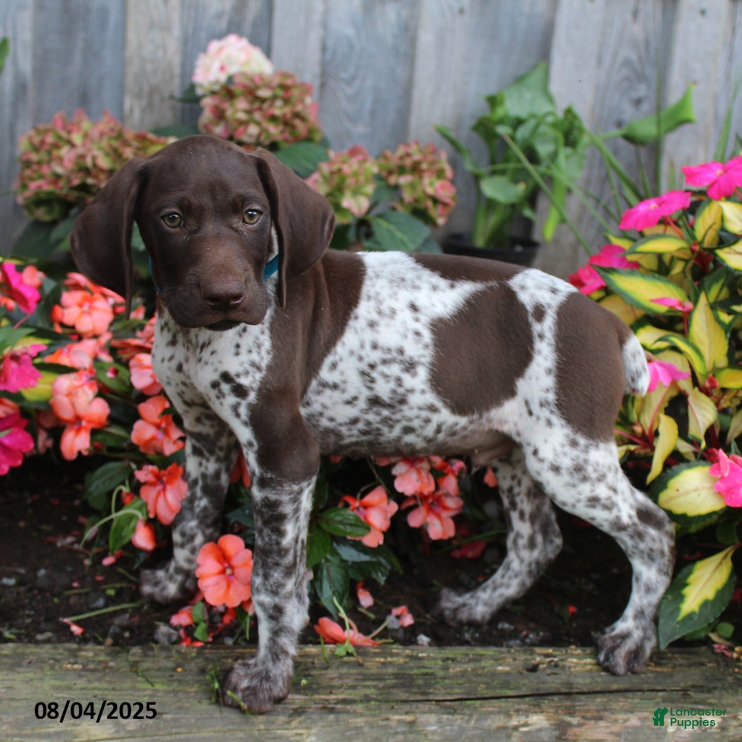 German Shorthaired Pointer dogs for sale: Luke - Image 2