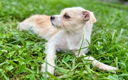 Yorkshire Terrier dogs for sale: Thelma - Image 8