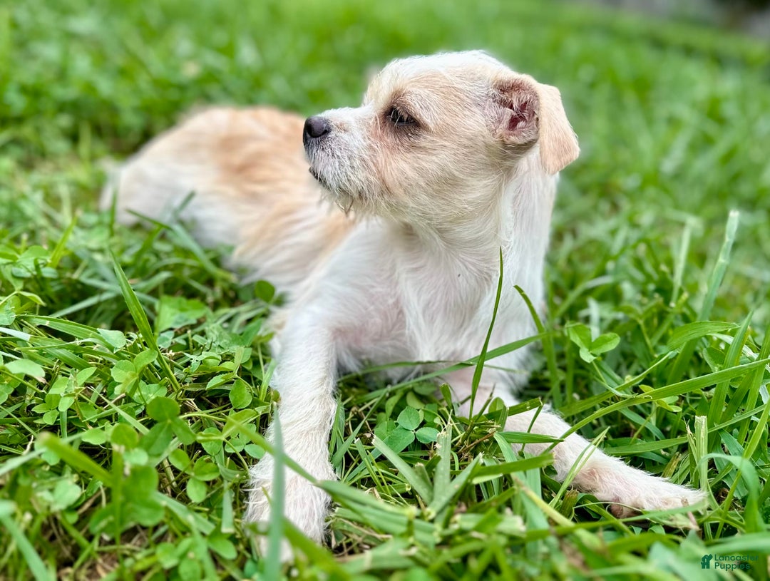 Yorkshire Terrier dogs for sale: Thelma - Image 8