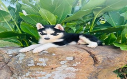 Siberian Husky dogs for sale: Rip - Image 3