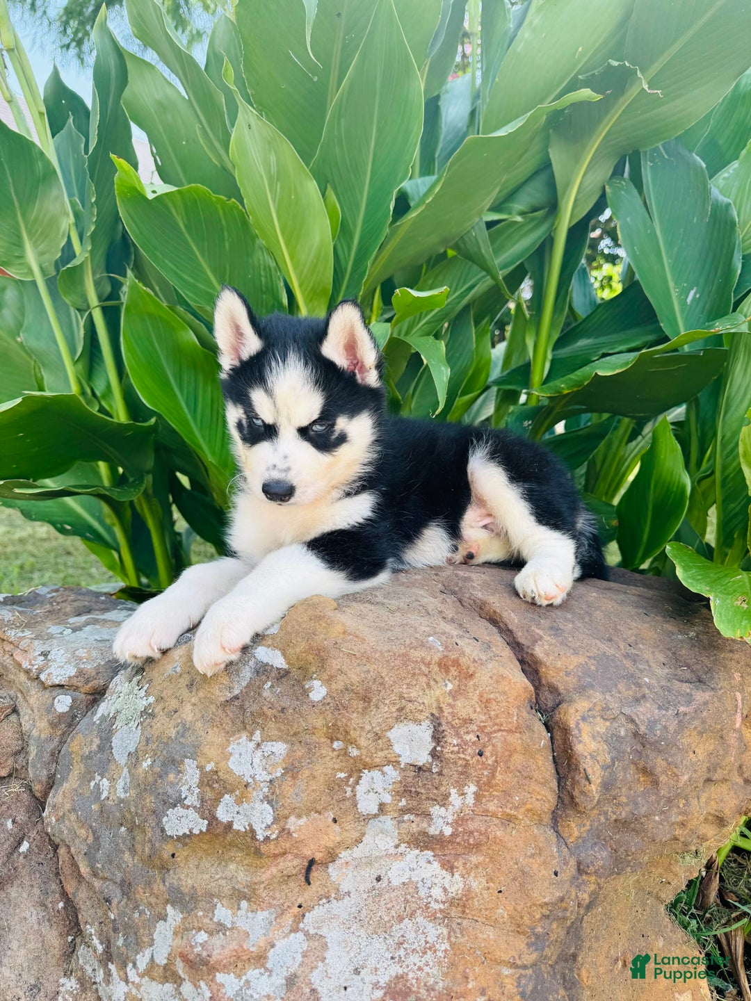 Siberian Husky dogs for sale: Rip - Image 3