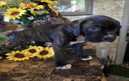 Boxer dogs for sale: Carly - Image 1