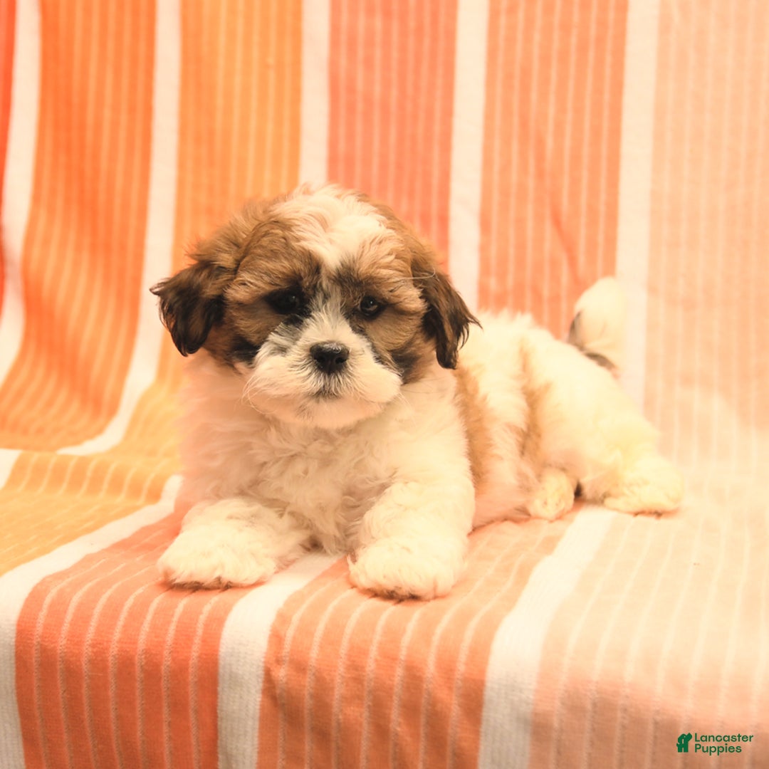 Havanese dogs for sale: Patrick - Image 4
