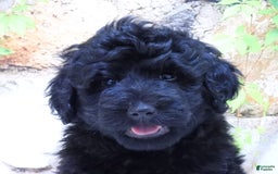 Portuguese Water Dog dogs for sale: Soloman - Image 4