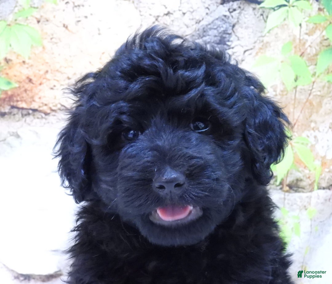 Portuguese Water Dog dogs for sale: Soloman - Image 4