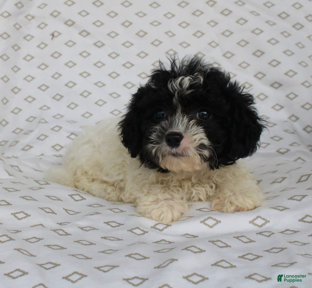 Shihpoo dogs for sale: Sailor - Image 6