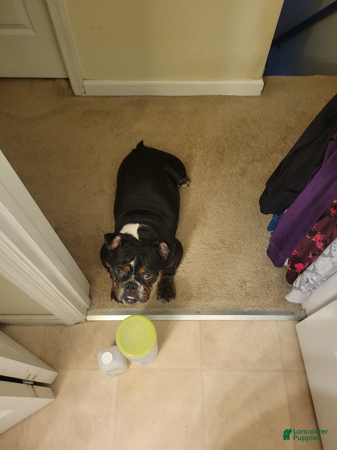 English Bulldog dogs for sale: Kelsey - Image 2