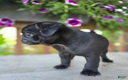 Pug dogs for sale: Pokey - Image 6