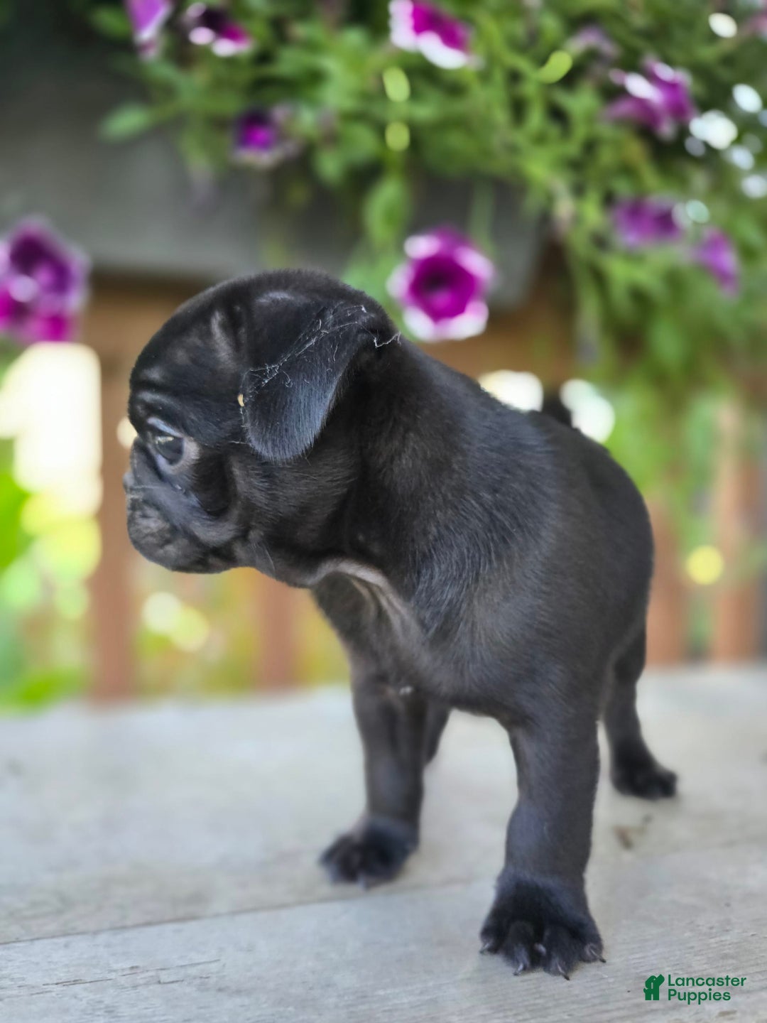 Pug dogs for sale: Pokey - Image 6