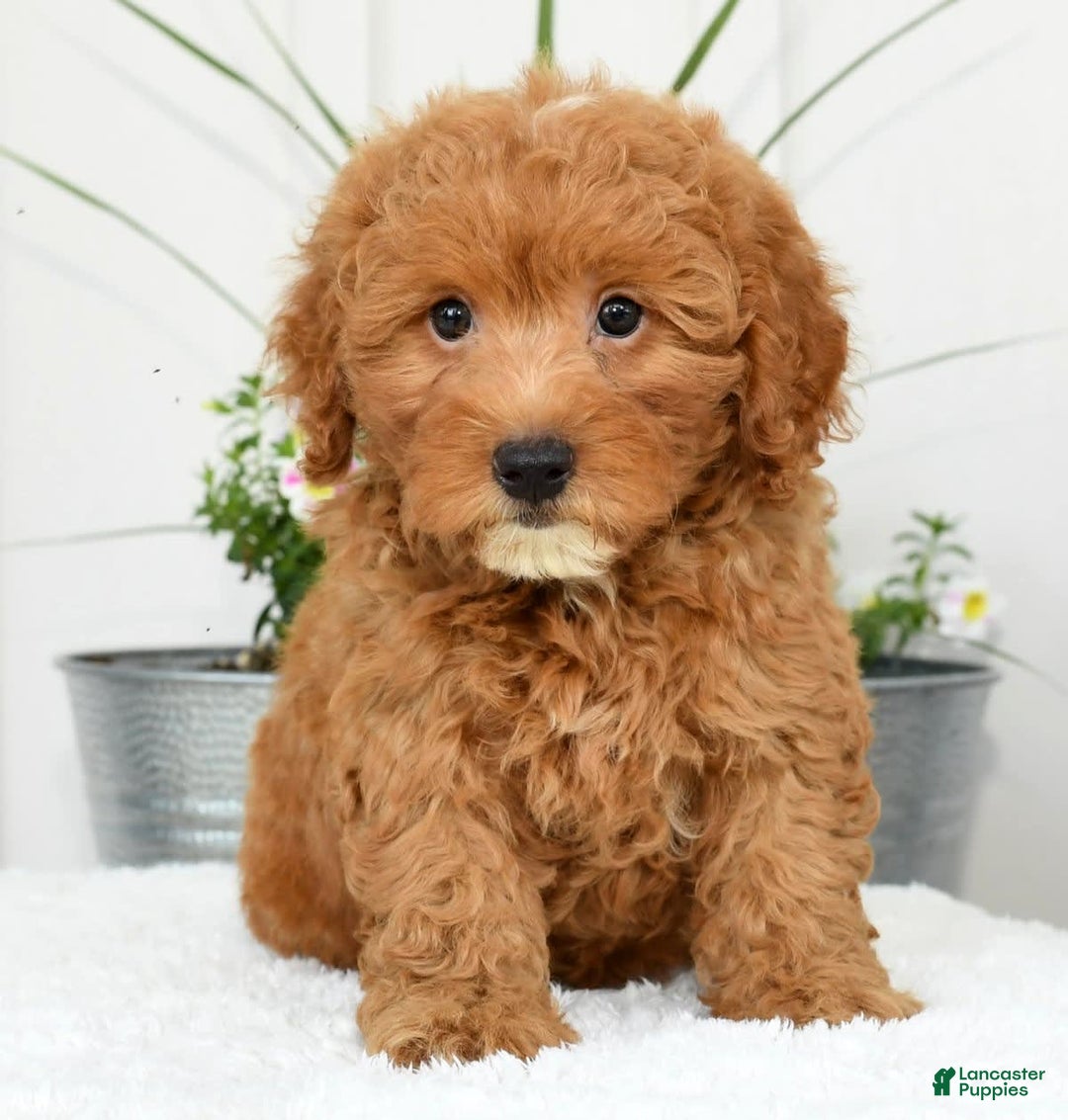 Mini Goldendoodle dogs for sale: Harver - Image 8