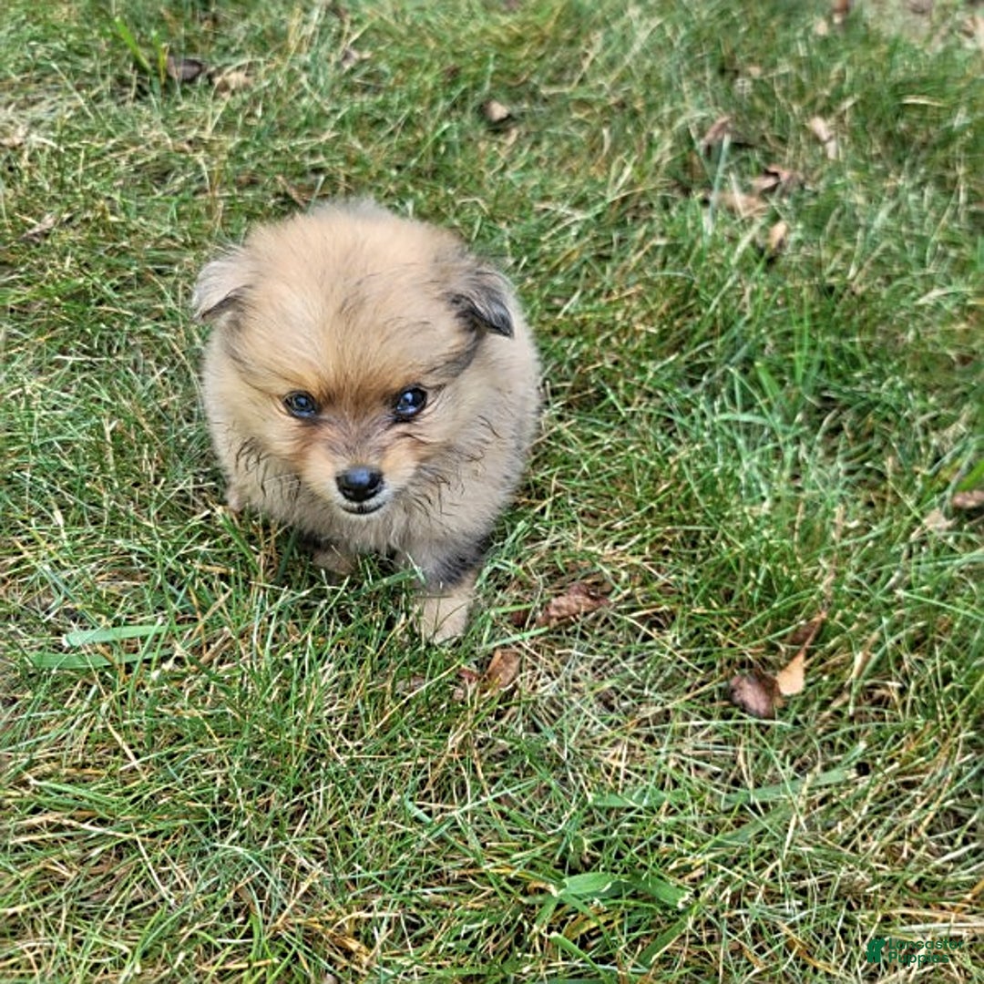 Pomeranian dogs for sale: Cody - Image 6