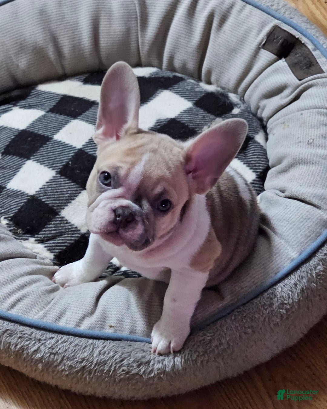 French Bulldog dogs for sale: April - Image 5