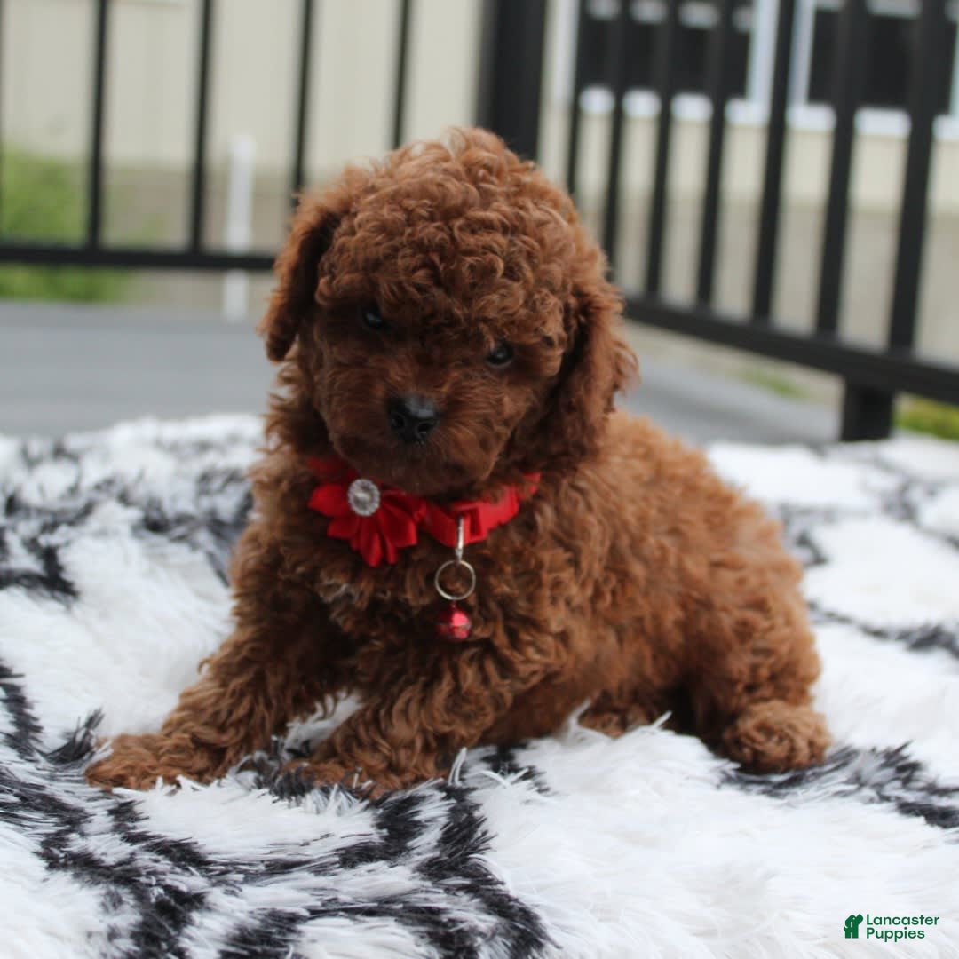 Toy Poodle dogs for sale: Kody - Image 4