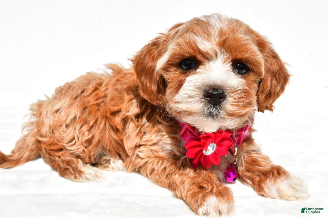 Maltipoo dogs for sale: Dora - Image 1