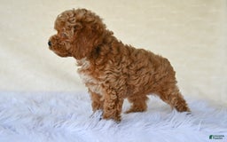 Cockapoo dogs for sale: Cockapoo 5 puppies - Image 20