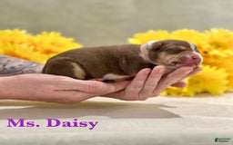 American Bully dogs for sale: Ms. Daisy - Image 1