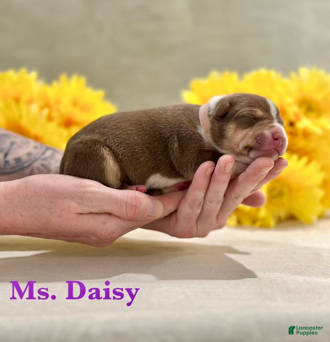 American Bully dogs for sale: Ms. Daisy - Image 1