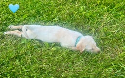 Labrador Retriever dogs for sale: Female Yellow Blue Collar - Image 4