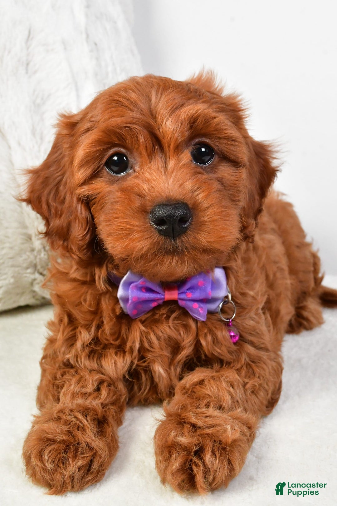 Cavapoo dogs for sale: Viola - Image 8