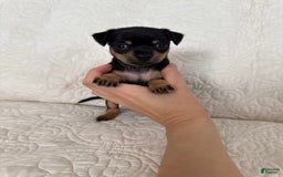 Russian Toy Terrier dogs for sale: Zara - Image 2