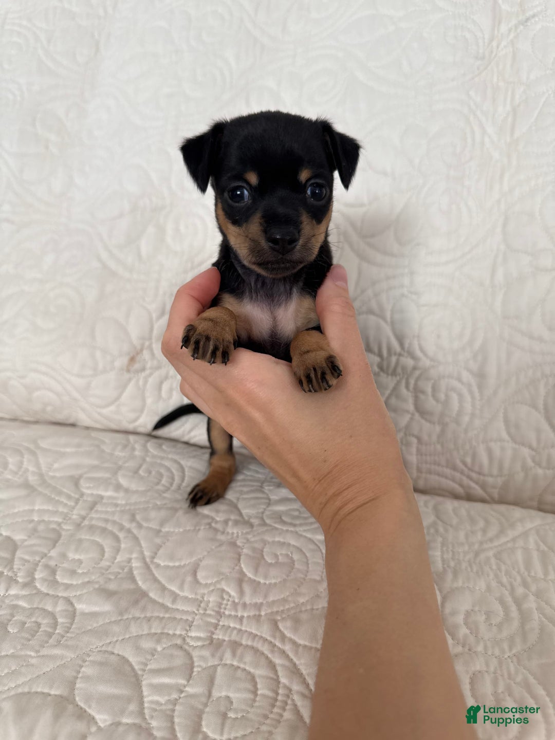 Russian Toy Terrier dogs for sale: Zara - Image 2