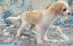 Forever dogs for sale: Quick Deer - Image 5