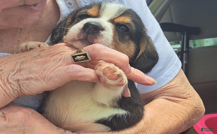 Beagle dogs for sale - Ad 1