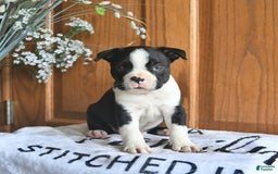Boston Terrier dogs for sale: Hunter - Image 2