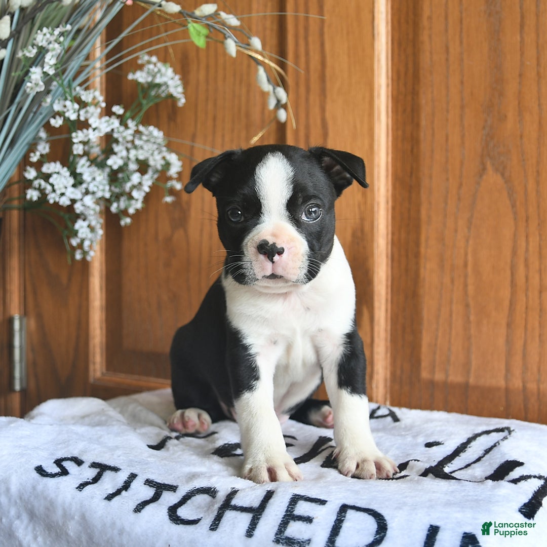 Boston Terrier dogs for sale: Hunter - Image 2