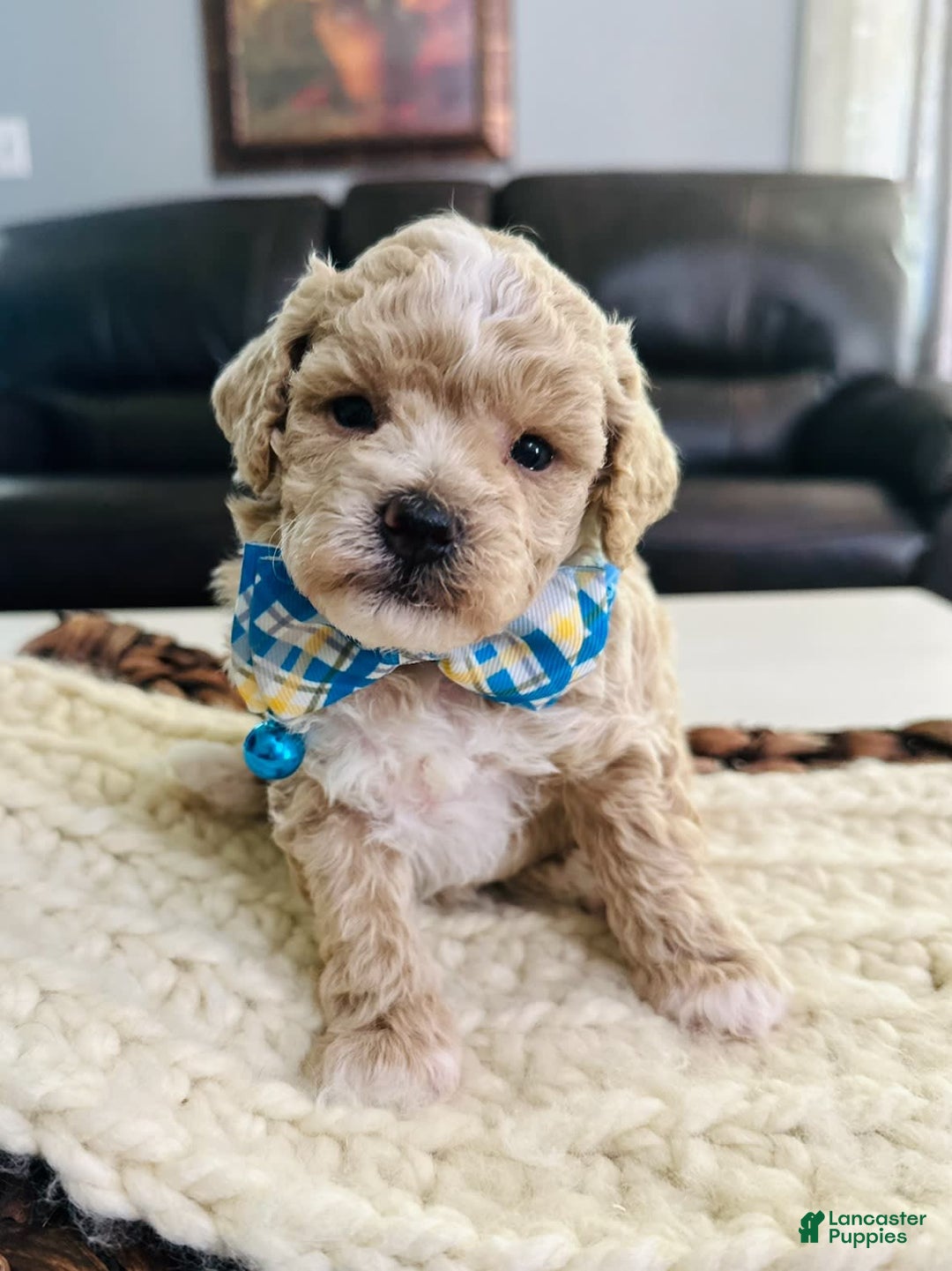 Miniature Poodle dogs for sale: Creme boy - Image 1