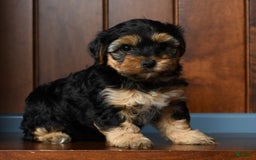 Yorkiepoo dogs for sale: Brittany - Image 8