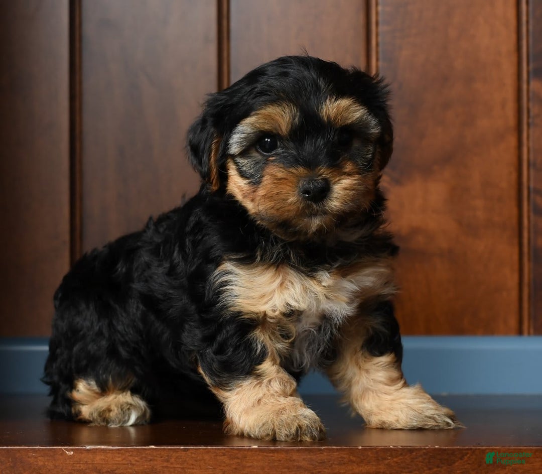 Yorkiepoo dogs for sale: Brittany - Image 8