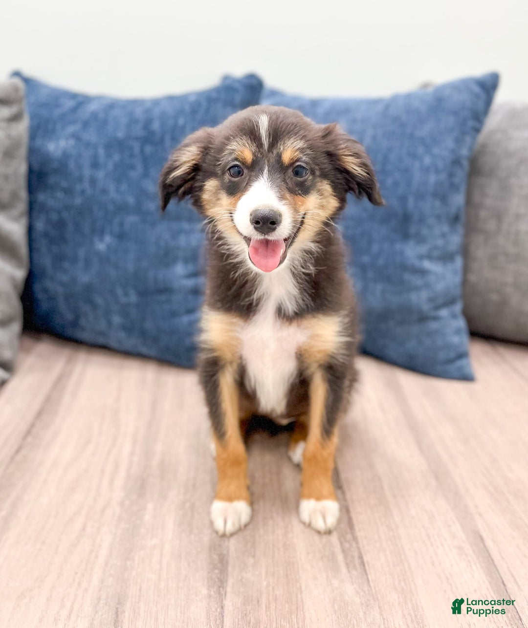 Miniature Australian Shepherd dogs for sale: Ace - Image 1