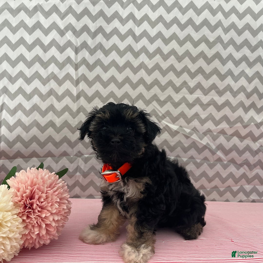 Yorkiepoo dogs for sale: Mariah - Image 2