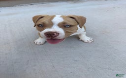 American Bully dogs for sale: Bella - Image 5