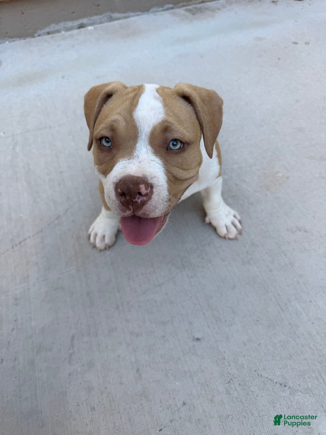 American Bully dogs for sale: Bella - Image 5