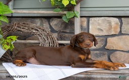 Doberman Pinscher dogs for sale: Ransom - Image 4