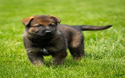 German Shepherd dogs for sale: Freya - Image 18