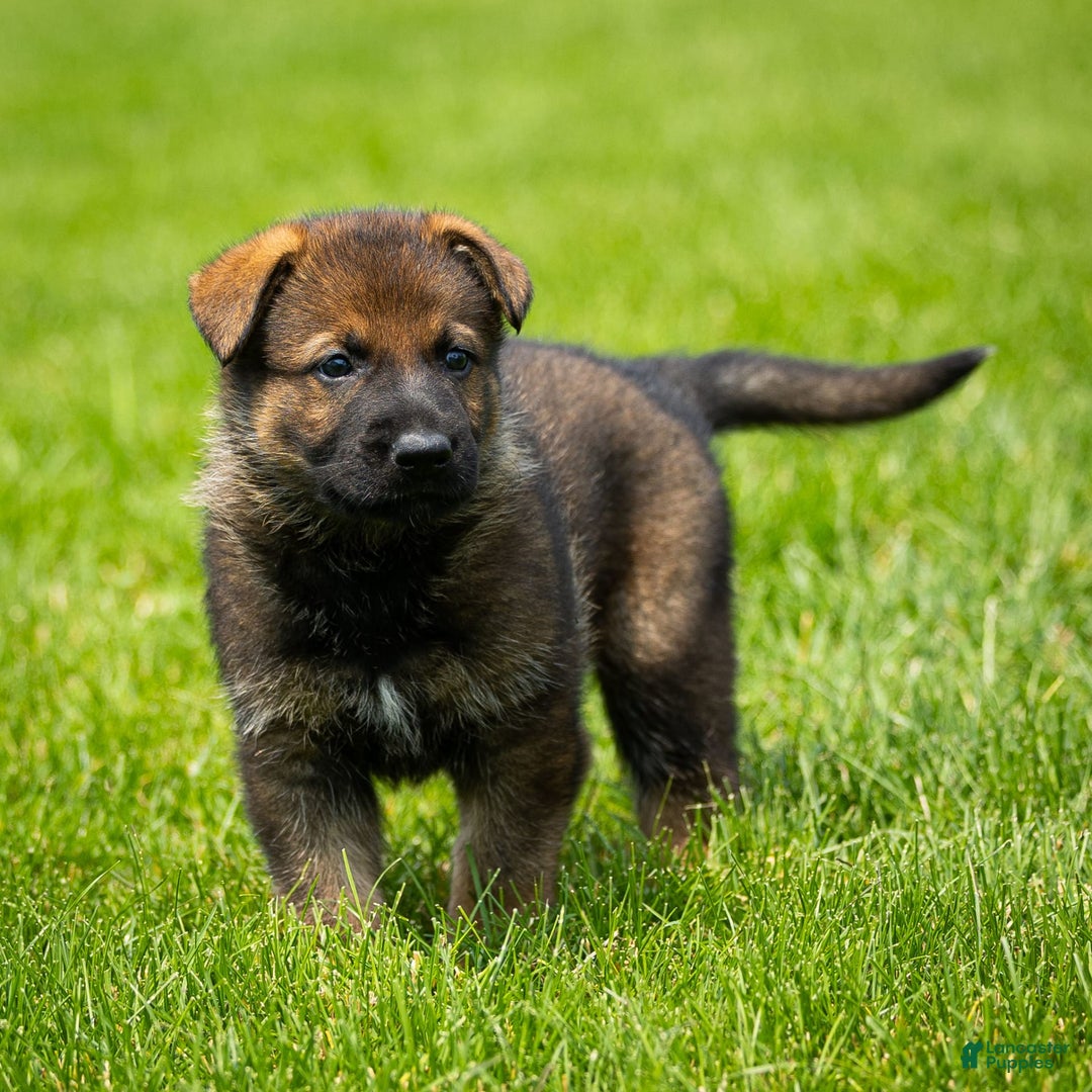 German Shepherd dogs for sale: Freya - Image 18