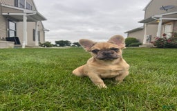 French Bulldog dogs for sale: Derick - Image 5