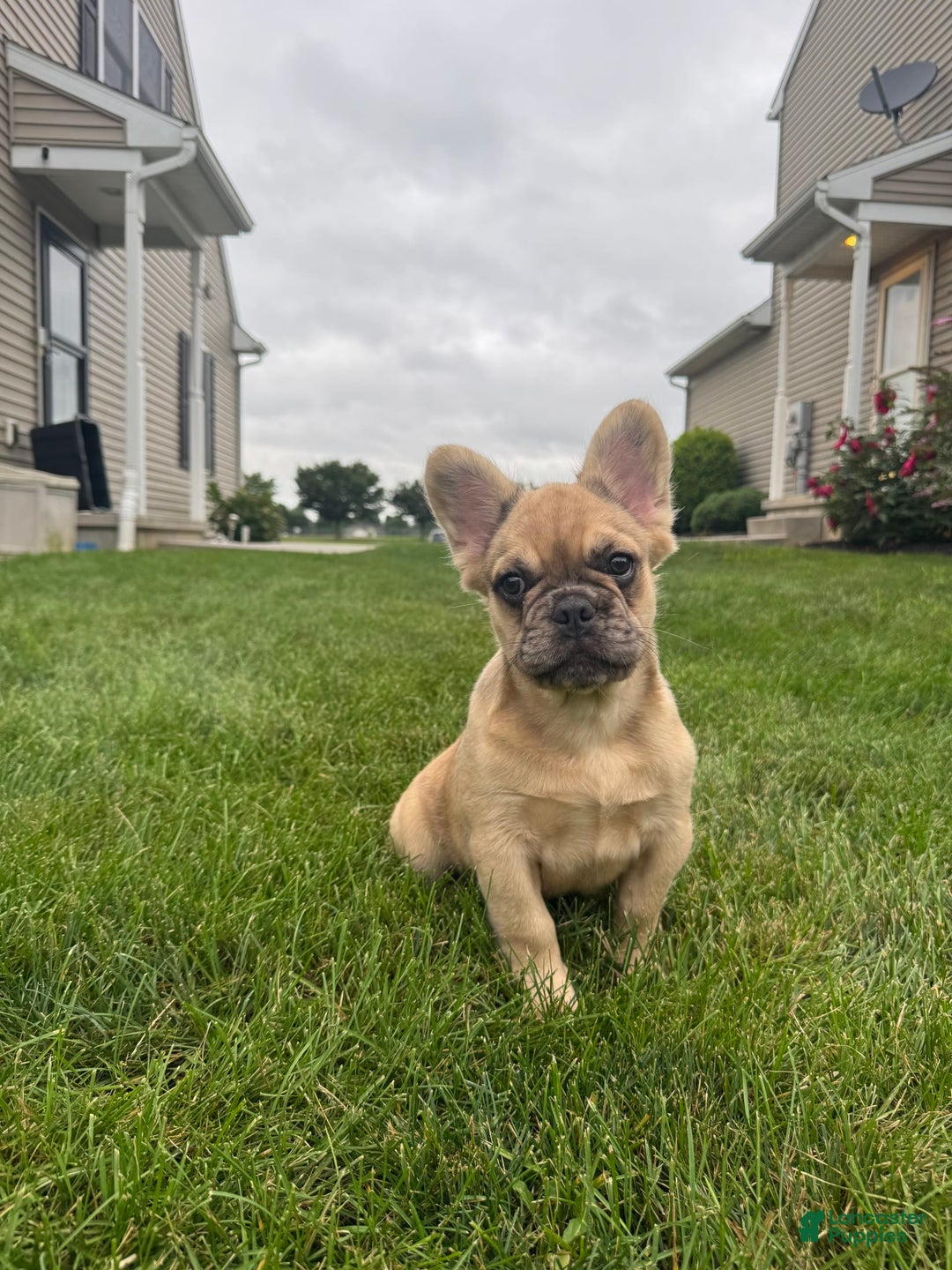 French Bulldog dogs for sale: Derick - Image 5