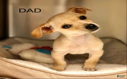 Beagle dogs for sale: Bassetdoodles - Image 26