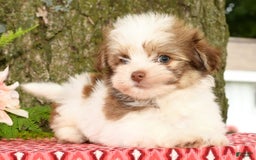 Havanese dogs for sale: Zeke - Image 6