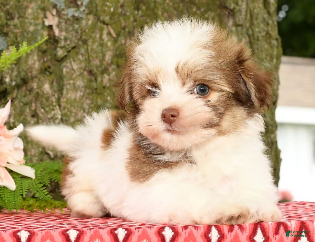 Havanese dogs for sale: Zeke - Image 6