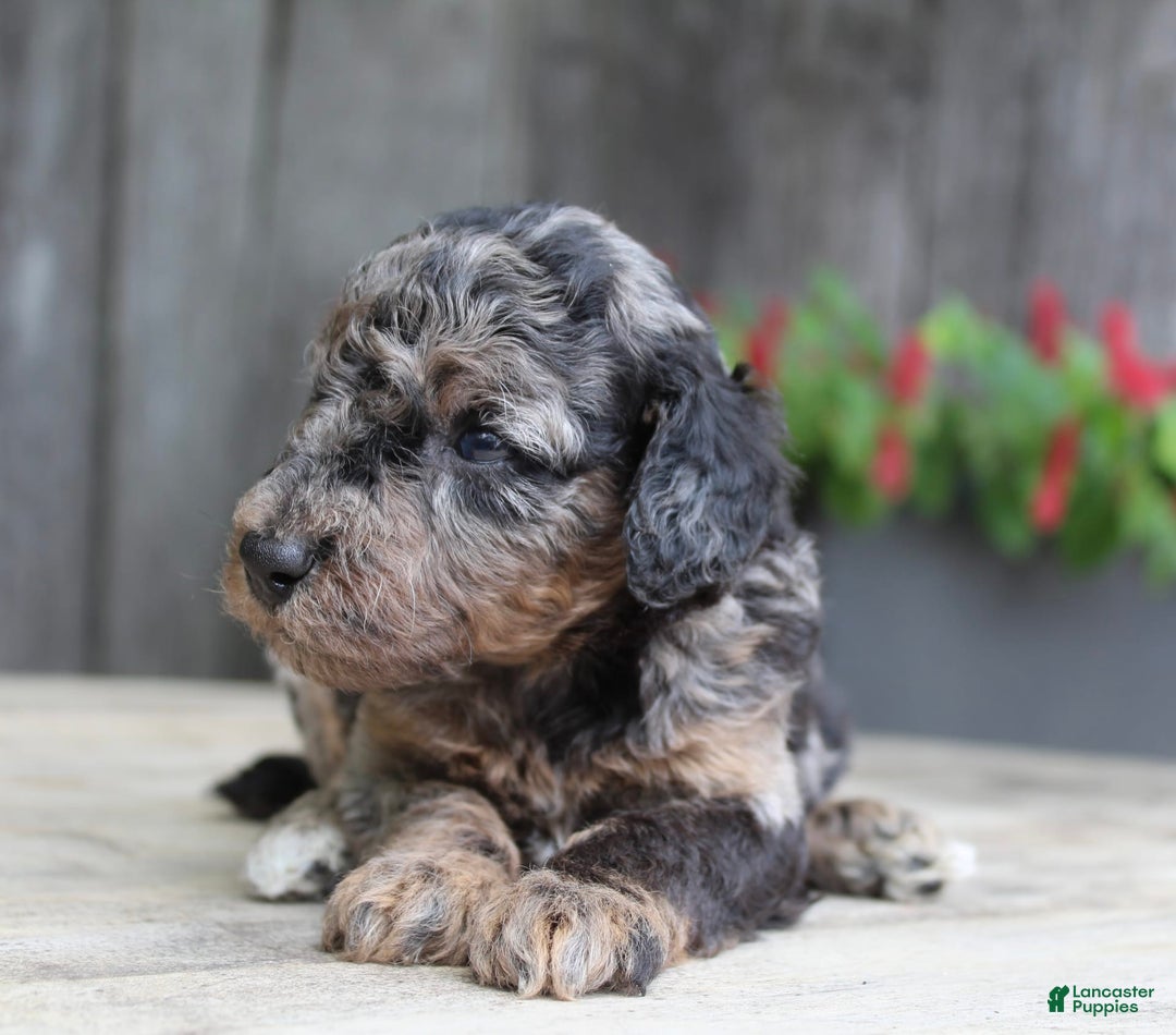 Standard Poodle dogs for sale: Rome Moyen - Image 2