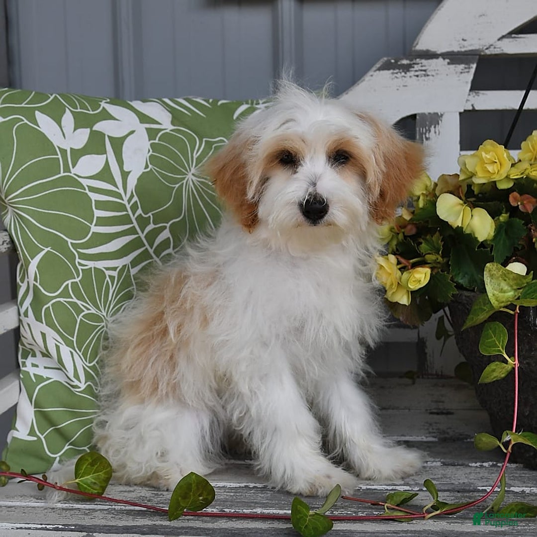 Lhasapoo dogs for sale: Daisy - Image 2